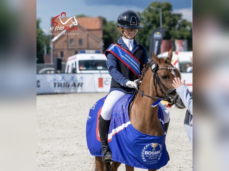 Welsh-A Jument 15 Ans 124 cm Alezan brûlé in Poznań
