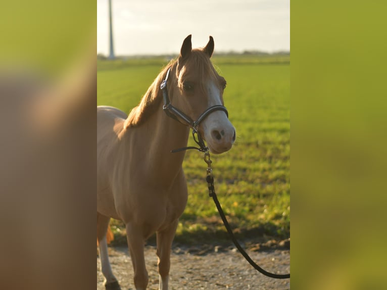 Welsh-A Croisé Jument 16 Ans 116 cm Alezan cuivré in Geilenkirchen