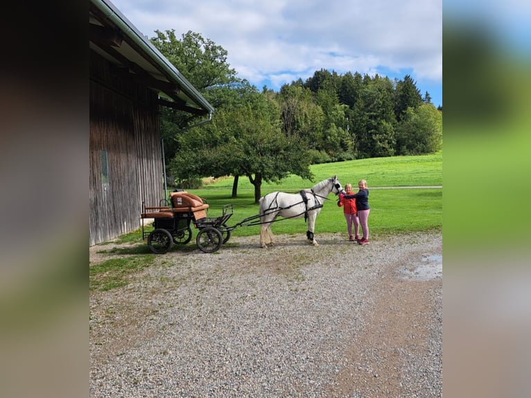Welsh-A Jument 16 Ans 123 cm Gris in Memmingen