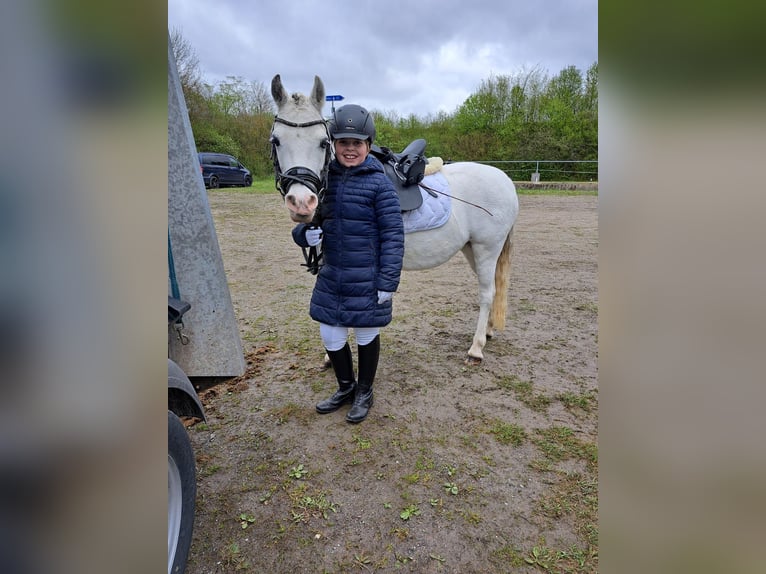 Welsh-A Jument 16 Ans 123 cm Gris in Memmingen