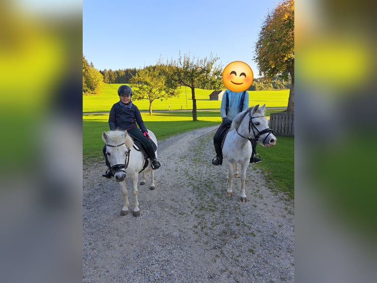 Welsh-A Jument 16 Ans 123 cm Gris in Memmingen