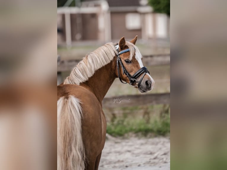 Welsh-A Jument 17 Ans 120 cm Alezan in Niederaula
