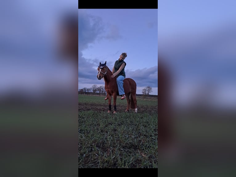 Welsh-A Jument 17 Ans 120 cm Alezan in Henningen