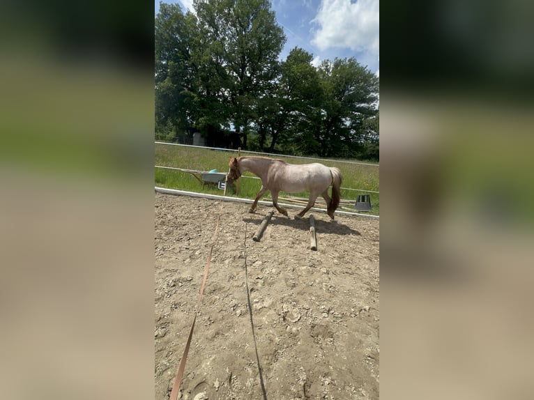Welsh-A Jument 17 Ans 123 cm Rouan Rouge in Buchholz (Westerwald)