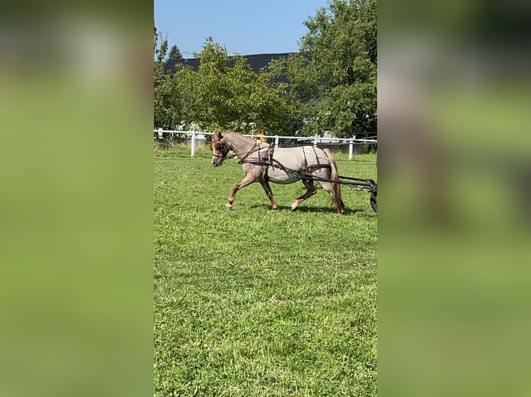 Welsh-A Jument 17 Ans 123 cm Rouan Rouge in Buchholz (Westerwald)