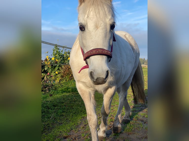 Welsh-A Jument 18 Ans 121 cm Gris in Kiebitzreihe