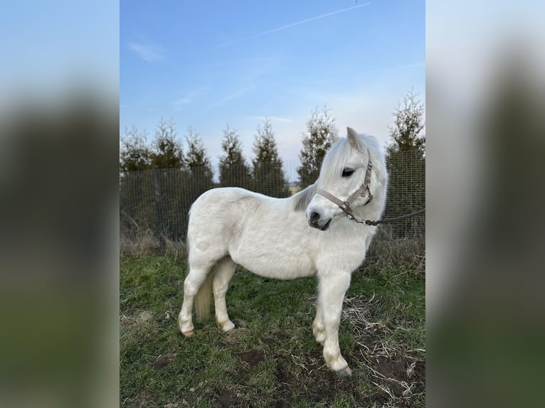 Welsh-A Jument 18 Ans 122 cm Gris pommelé in Kerken