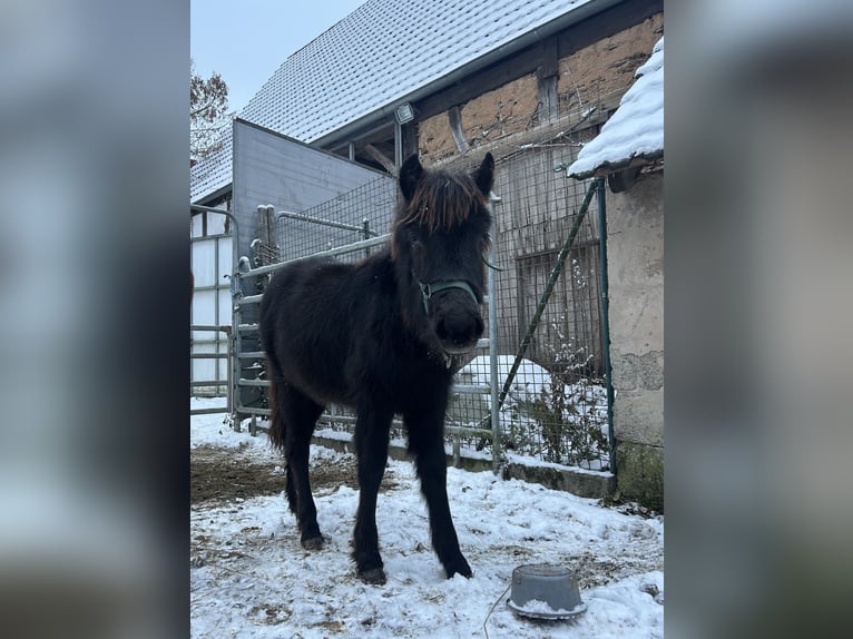 Welsh-A Jument 1 Année 105 cm Bai brun in Oberschlettenbach