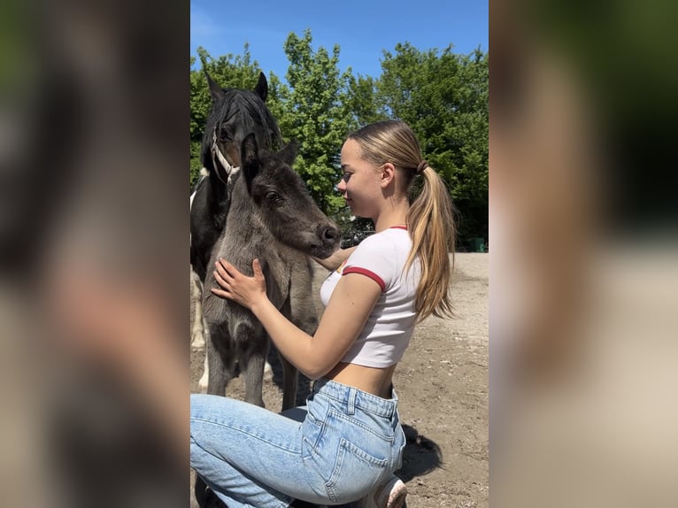 Welsh-A Jument 1 Année 105 cm Bai brun in Oberschlettenbach