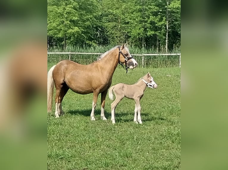 Welsh-A Jument 1 Année 113 cm Palomino in Steenbergen