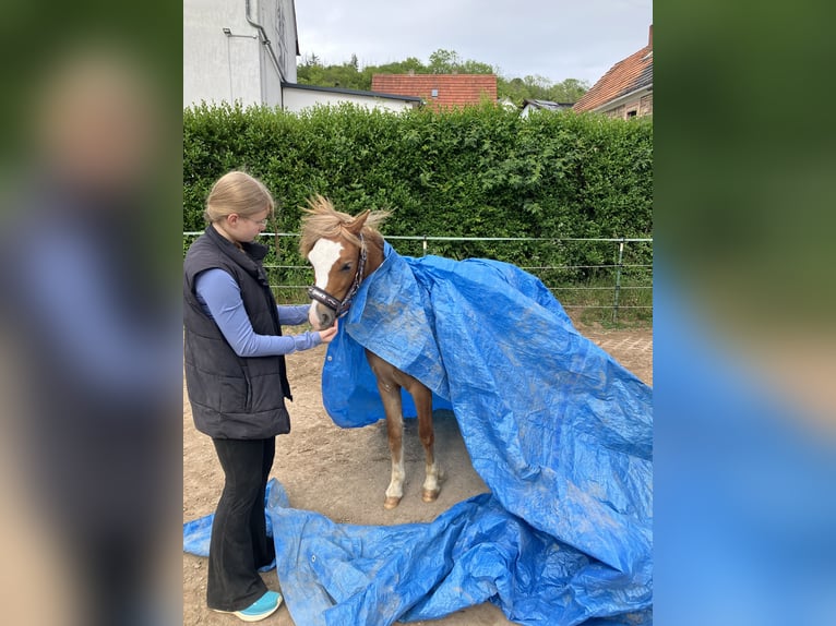 Welsh-A Jument 1 Année 120 cm Alezan brûlé in Gerbach