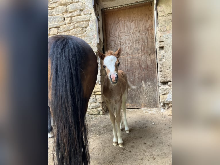 Welsh-A Jument 1 Année 120 cm Alezan brûlé in Gerbach