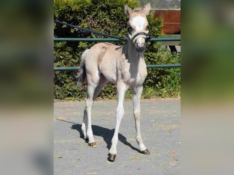 Welsh-A Jument 20 Ans 115 cm Buckskin in Herzberg
