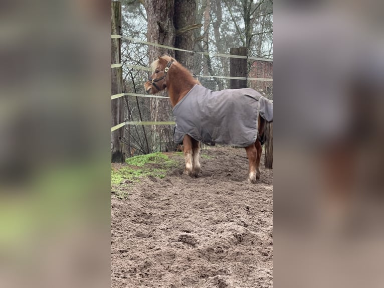 Welsh-A Croisé Jument 22 Ans 110 cm Alezan in Winsen (Aller)