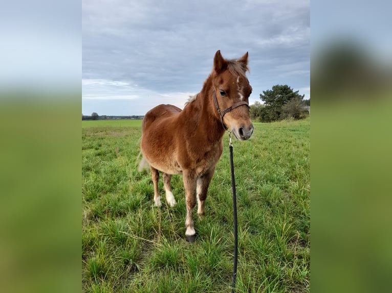 Welsh-A Jument 22 Ans 111 cm Alezan in Herzberg
