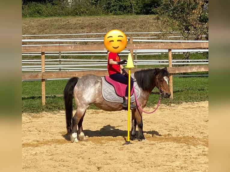 Welsh-A Jument 22 Ans 114 cm Roan-Bay in Waldshut-Tiengen