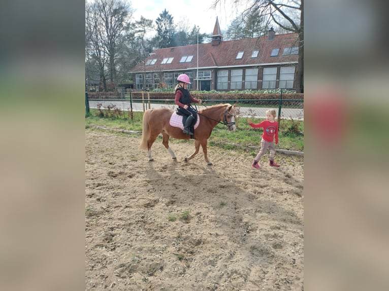 Welsh-A Jument 22 Ans 116 cm Alezan in Stroe