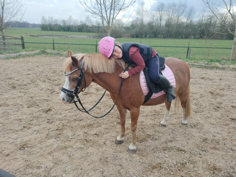 Welsh-A Jument 22 Ans 116 cm Alezan in Stroe