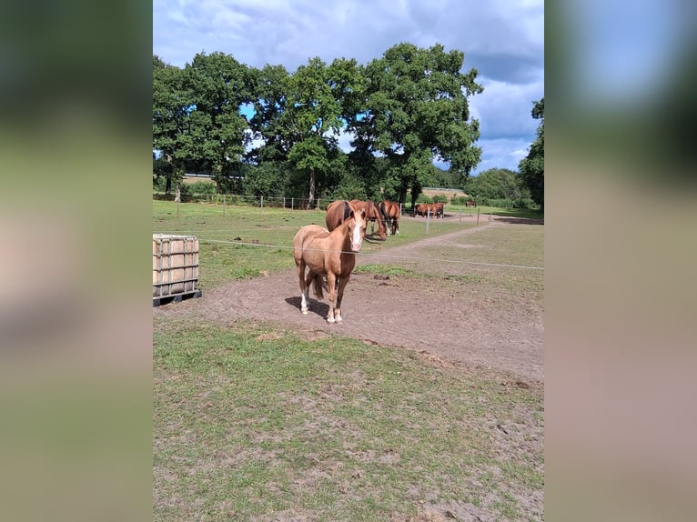 Welsh-A Jument 22 Ans 116 cm Alezan in Stroe