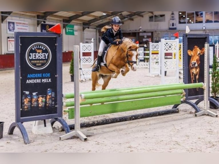 Welsh-A Jument 22 Ans 116 cm Alezan in Stroe