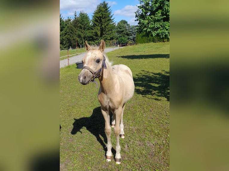 Welsh-A Jument 23 Ans 111 cm Alezan in Herzberg