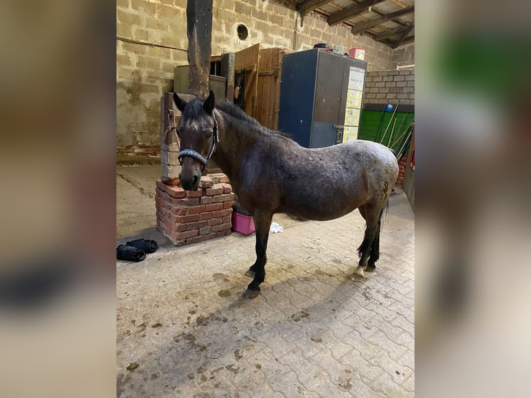 Welsh-A Jument 23 Ans 120 cm Bai in Bad Pyrmont