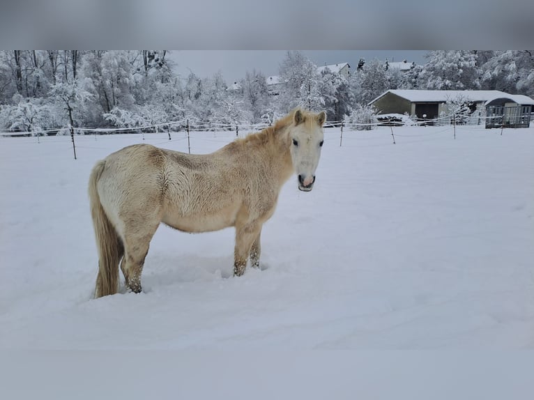 Welsh-A Croisé Jument 28 Ans 125 cm Gris in Ellzee