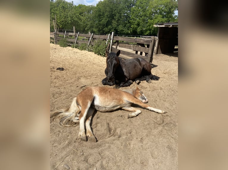 Welsh-A Jument 2 Ans 112 cm Alezan in Norderstedt