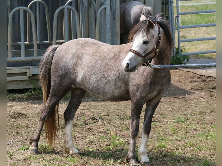 Welsh-A Jument 2 Ans 116 cm Gris in Dischingen