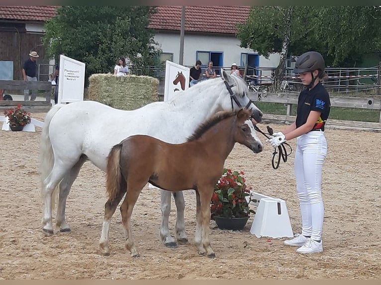 Welsh-A Jument 2 Ans 116 cm Gris in Dischingen