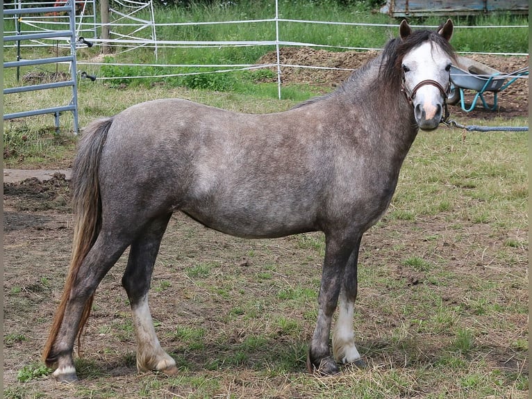Welsh-A Jument 2 Ans 116 cm Gris in Dischingen