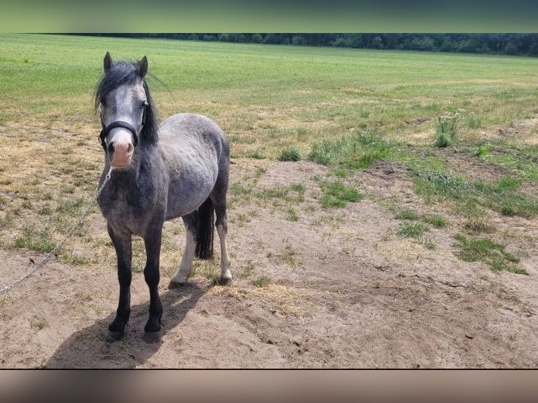 Welsh-A Jument 2 Ans 118 cm Gris in Haarle
