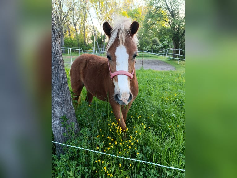 Welsh-A Croisé Jument 2 Ans 120 cm Alezan in Markranst&#xE4;dt
