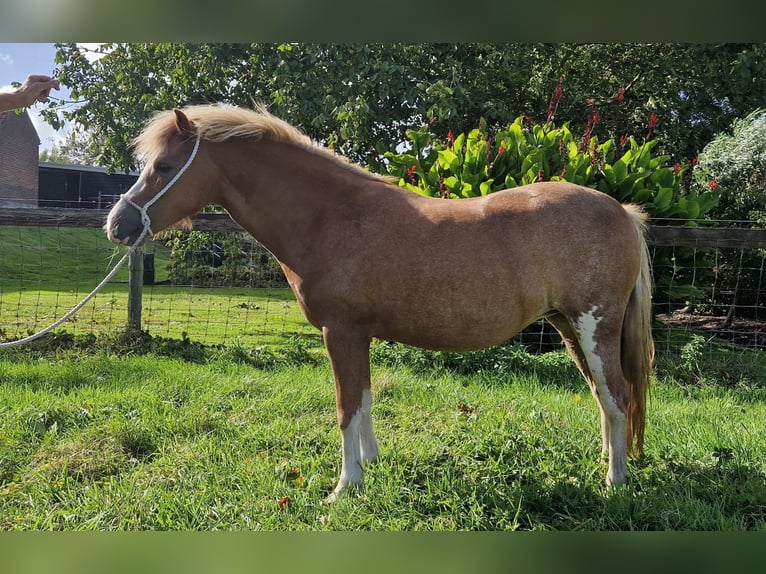 Welsh-A Jument 2 Ans Alezan in Boskoop