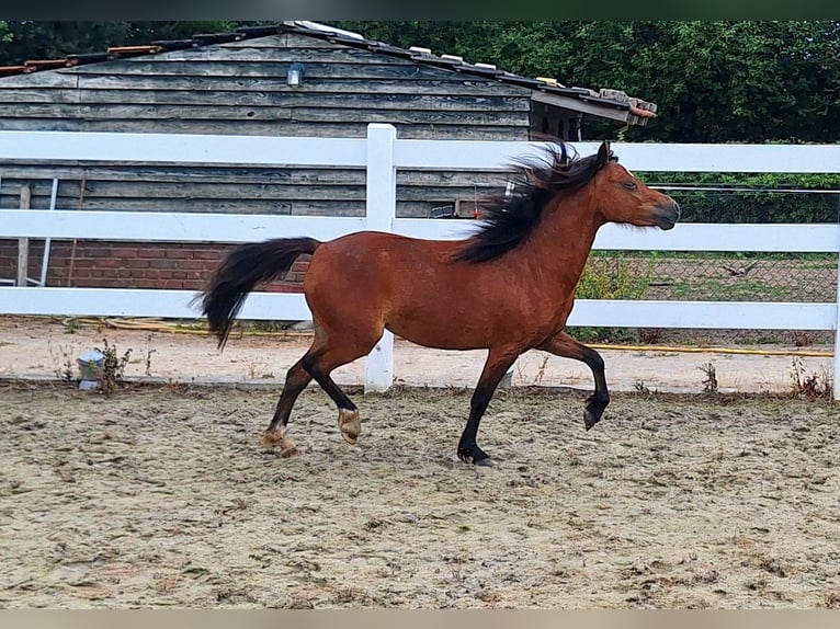 Welsh-A Jument 2 Ans Bai in Milsbeek