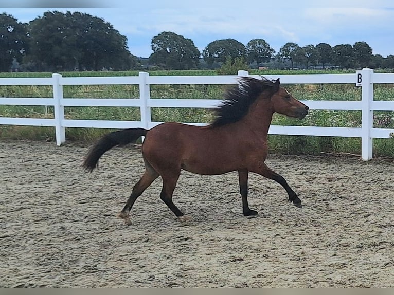 Welsh-A Jument 2 Ans Bai in Milsbeek