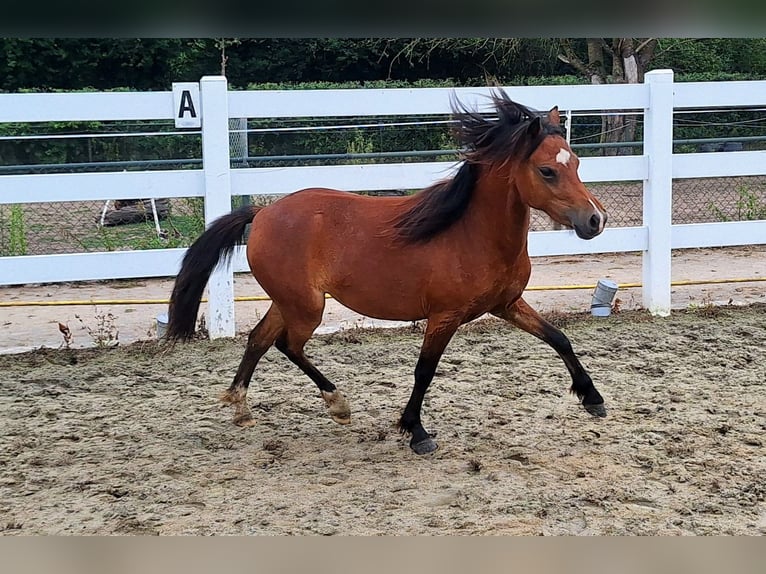 Welsh-A Jument 2 Ans Bai in Milsbeek
