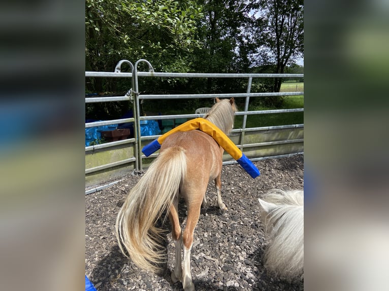 Welsh-A Jument 3 Ans 112 cm Alezan in Norderstedt