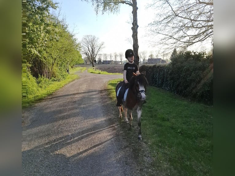 Welsh-A Jument 3 Ans 115 cm Gris in Castenray