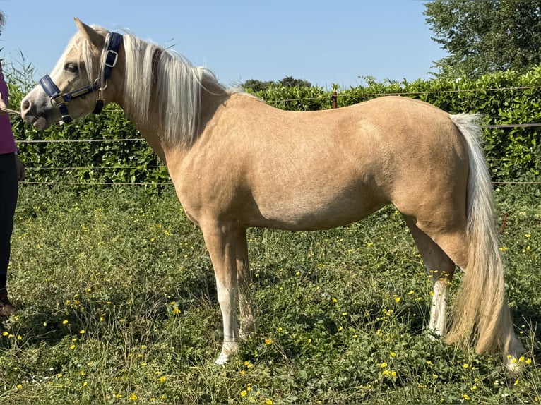 Welsh-A Jument 3 Ans 116 cm Palomino in IJsselstein