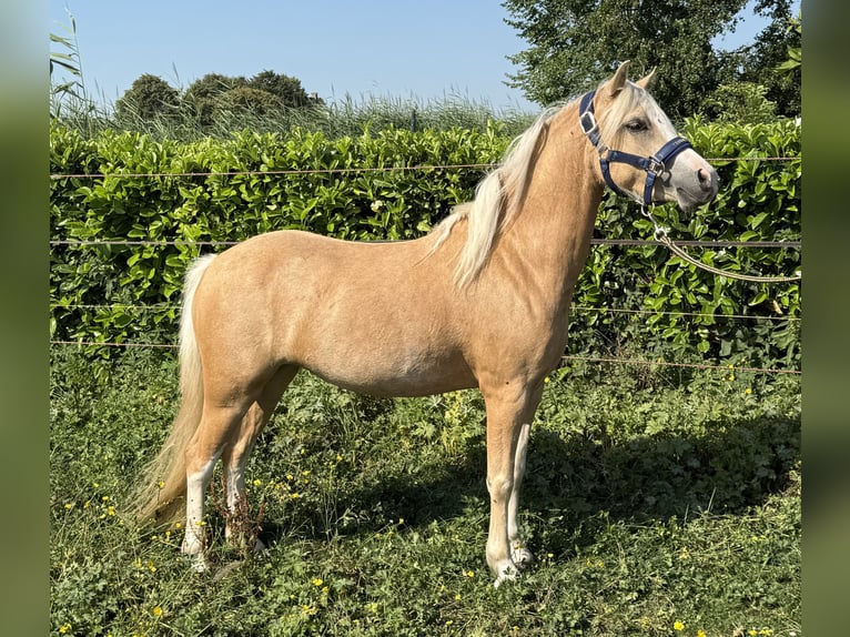 Welsh-A Jument 3 Ans 116 cm Palomino in IJsselstein