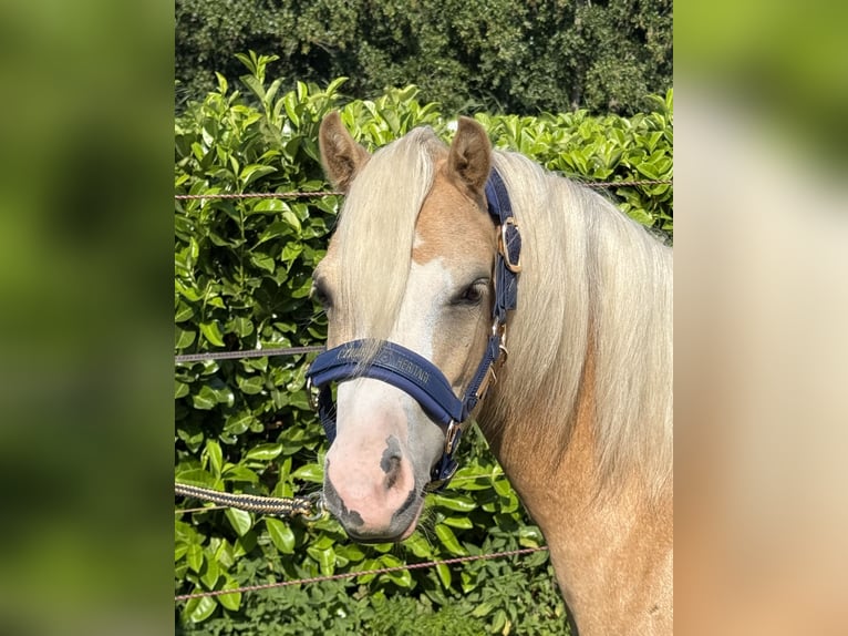 Welsh-A Jument 3 Ans 116 cm Palomino in IJsselstein