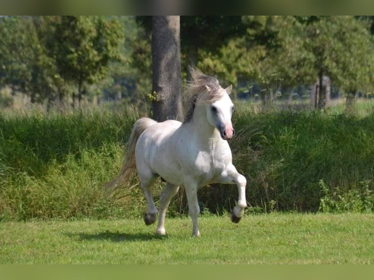 Welsh-A Jument 3 Ans 117 cm Alezan in Vledderveen