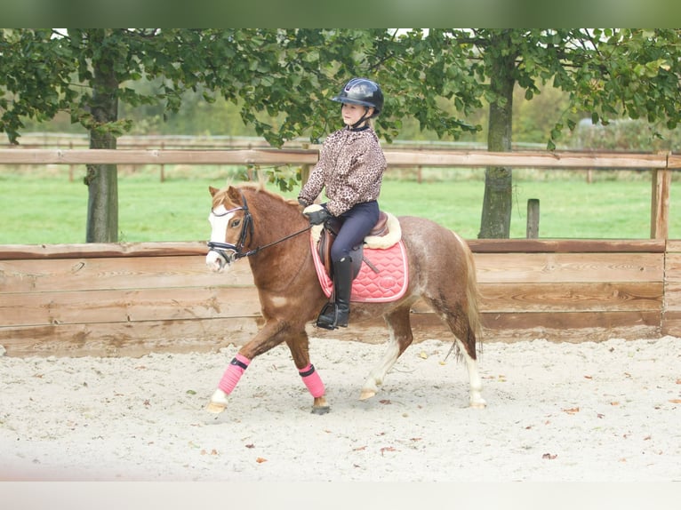 Welsh-A Jument 3 Ans 117 cm Alezan cuivré in Groningen