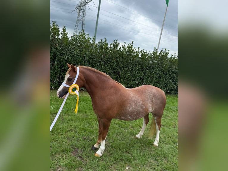 Welsh-A Jument 3 Ans 117 cm Alezan cuivré in Groningen