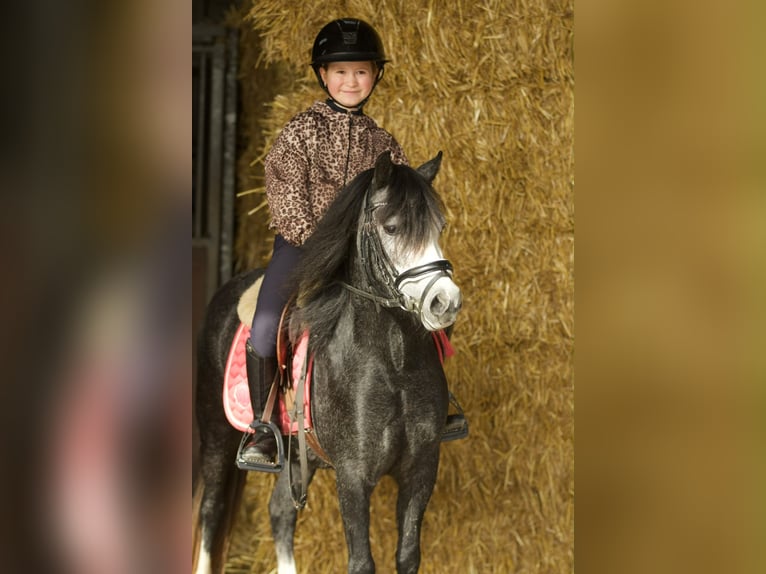 Welsh-A Jument 3 Ans 117 cm Rouan bleu in Groningen