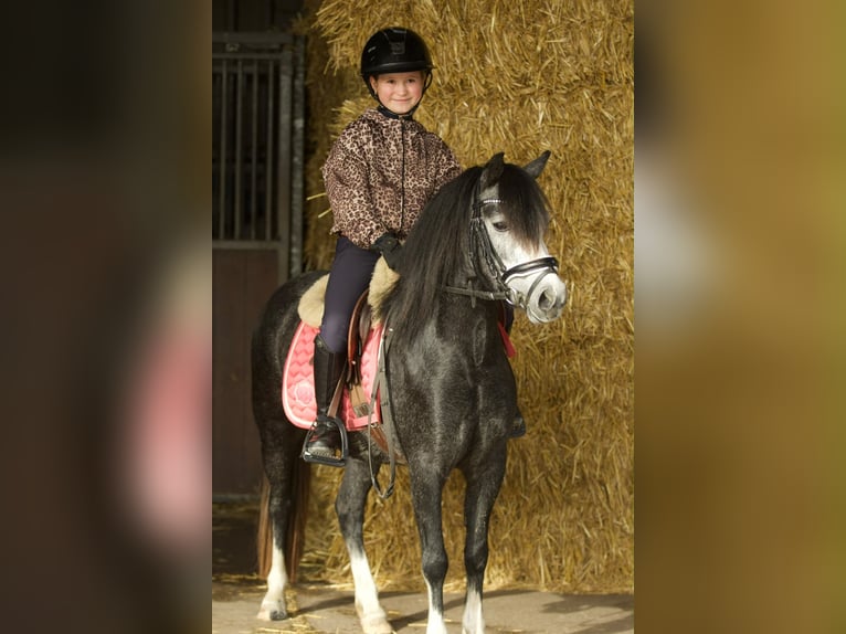 Welsh-A Jument 3 Ans 117 cm Rouan bleu in Groningen