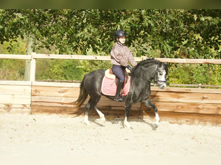 Welsh-A Jument 3 Ans 117 cm Rouan bleu in Groningen