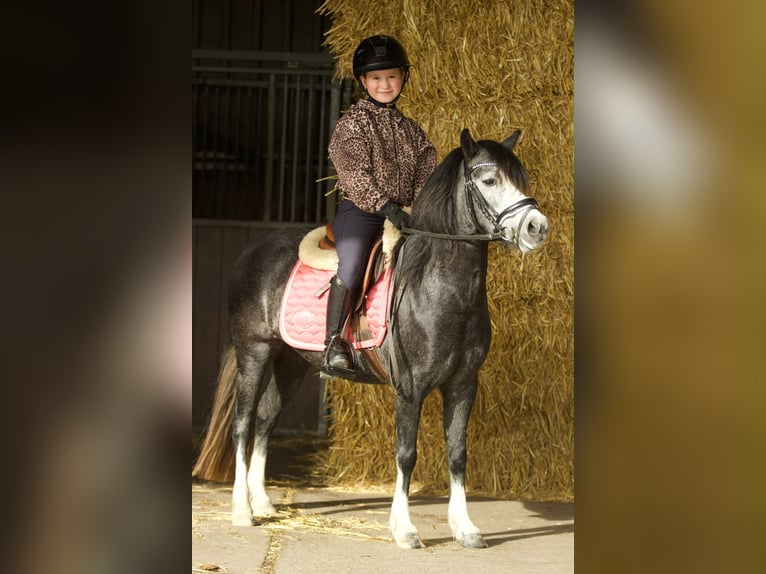 Welsh-A Jument 3 Ans 117 cm Rouan bleu in Groningen