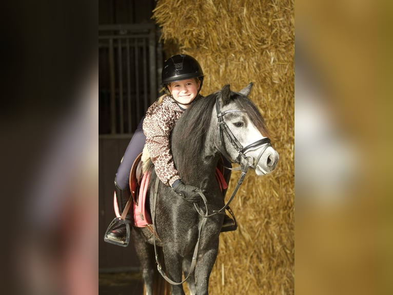 Welsh-A Jument 3 Ans 117 cm Rouan bleu in Groningen